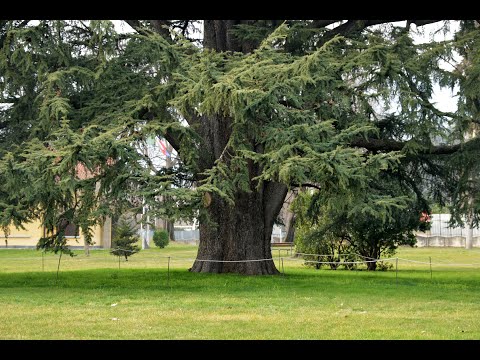 Sorsi di Cultura - Pedrengo e i Cedri dell'Himalaya