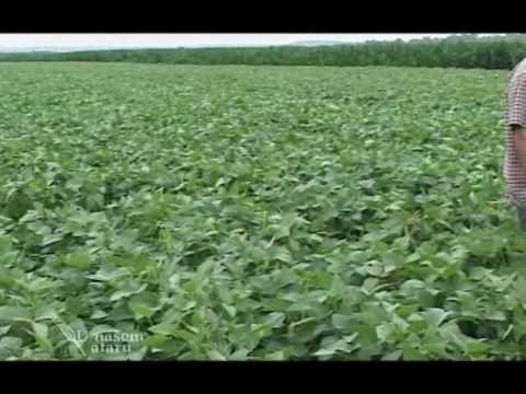 Timac Agro, folijarna prihrana secerne repe i soje - U nasem ataru 332