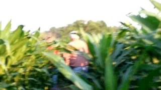 preview picture of video 'the corn field maze'