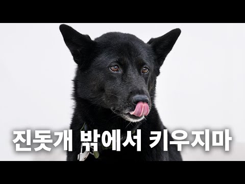 견종백과 진돗개편