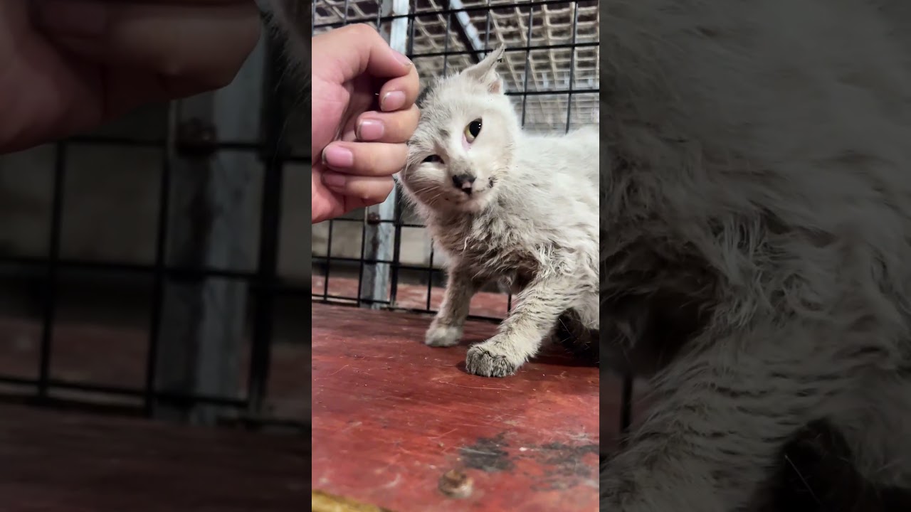 「流浪小貓的悲慘故事｜被遺棄街頭到獲得溫暖擁抱」 #rescuedogs #straydogrescue #animalshelter #rescue #abandoneddog #rescuedog