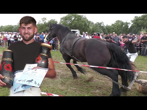 Armăsarul Țigan dublu campion la tracțiune simplu și specială dl. Vlad Costel - Satu Mare