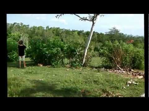 comment investir a bali