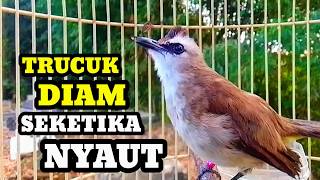Download lagu Suara burung trucukan gacor memanggil lawan Pancingan burung trucuk betina memanggil jantan mp3 Download lagu Suara burung trucukan gacor memanggil lawan Pancingan burung trucuk betina memanggil jantan mp3