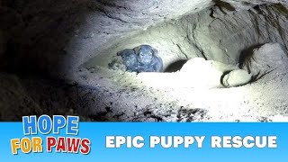 Puppies Found 18 Feet Underground