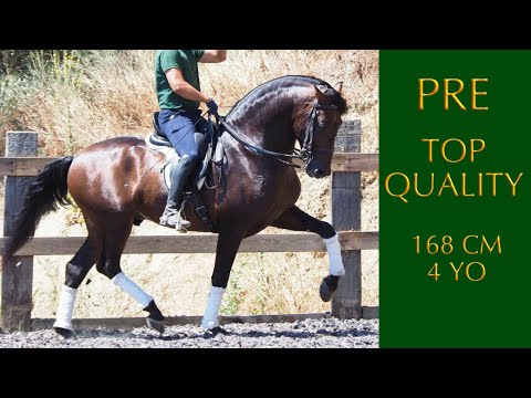 SOLD¡¡¡¡ ANDALUSIAN HORSE FOR SALE - 4 YO - 168 CM - TOP QUALITY