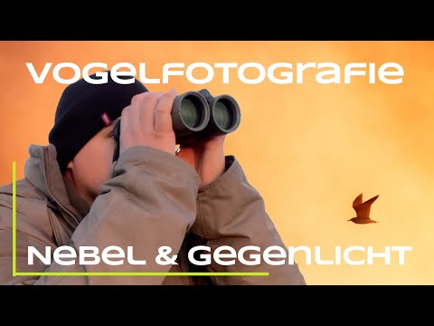 Der perfekte Morgen - Vogelfotografie mit Nebel und Gegenlicht