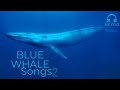 Blue Whales Underwater Sounds Part 2 I Real ASMR