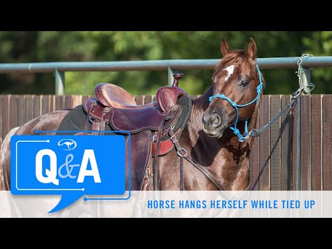 Q&A With Clinton Anderson: Horse Hangs Herself While Tied Up