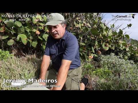 Nov 13th - Cahow Season Start | The Nonsuch Expeditions