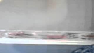 The Residents Blog 2009 - Kick a Picnic