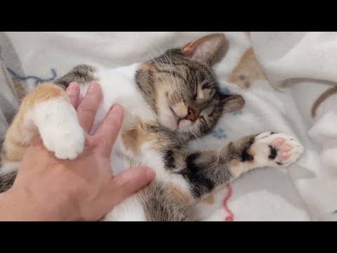 Cat Belly Rubs...mixed reactions