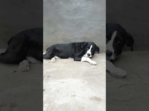 Mucho Trabajo #casagrande #perros #miradacanina #cordoba