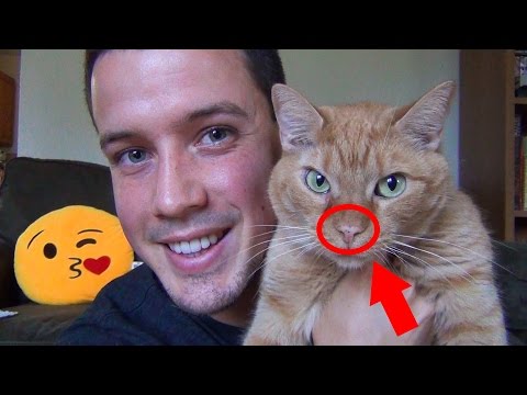 Spots on my Cat's Face?