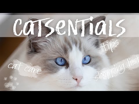 CAT ESSENTIALS | things you need to buy before you get a kitten | Ragdolls Pixie and Bluebell