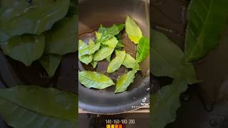 お茶の葉の揚げ焼き🍃お酒のおつまみレシピ🍻