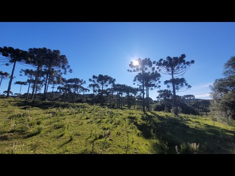 Oportunidade de Campo no Capão Alto ( Serra Catarinense ) 🐂🐑🌲🏤