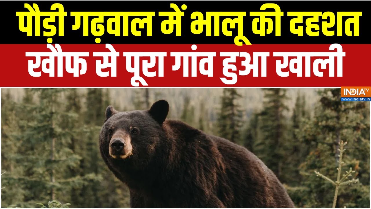 Bear attacks in Uttarakhand : पौड़ी गढ़वाल में भालू की दहशत,  खौफ से पूरा 