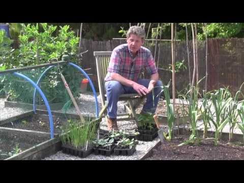 download lagu mp3 mp4 What To Plant June, download lagu What To Plant June gratis, unduh video klip What To Plant June