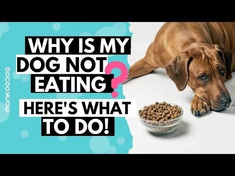 What to do when your dog not eating food or drinking water l  Tips on LOSS OF APPETITE  l