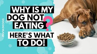 What to do when your dog not eating food or drinking water l  Tips on LOSS OF APPETITE  l