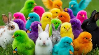 Download lagu Tangkap Ayam Rainbow & Ikan Hias | Hewan Lucu mp3 Download lagu Tangkap Ayam Rainbow & Ikan Hias | Hewan Lucu mp3