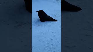 Raven in snow ❄️ #birds #fyp  #amazing #usa #instagram #uk #canada #tiktok #views #videooftheday #ok