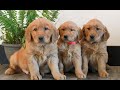 Golden Retriever dogs for sale: Tiana  - Video 1