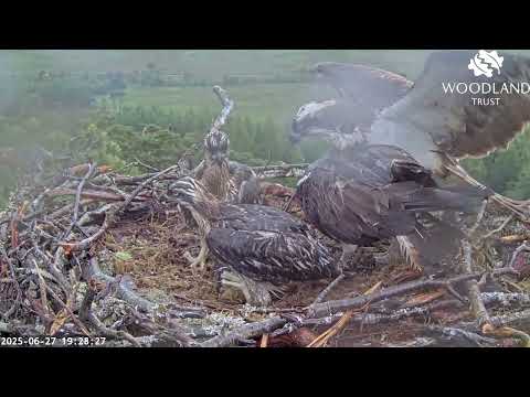 The Loch Arkaig Osprey chicks are soaked again when fish number three arrives 27 Jun 2025