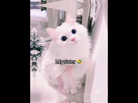 @simplicitybyA.G.-1 you are a cat 🐱😂