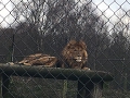 Knowsley Safari Park 5th Feb 2017 Lions Baboons Zebra And More