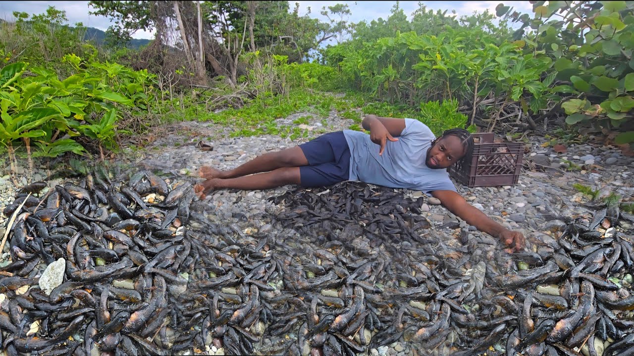 😱Millions Of Fish Wash Down In The Flood In Portland 🇯🇲876-284-4804 