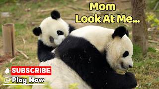 Mom, Stop Eating And Play With Me! | iPanda