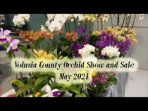 Volusia County Orchid Show, Florida, May 2021. Валюсия Каунти, Флорида, шоу орхидей, 8 мая 2021