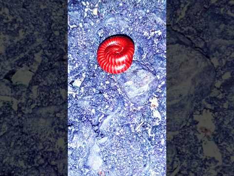 HORROR!! Red Millipede - short video #millipede #shorts