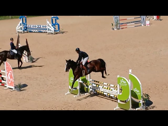 Hongre 4 ans. Petits fils de By Cera d'Ick