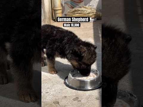 German Shepherd Price 10,000 | Rajendra Kennel