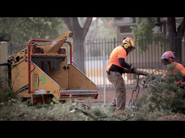 Arbortec Tree Service - Dubbo, NSW