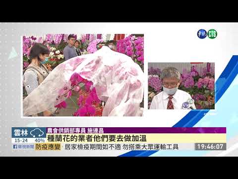 新年買花討喜 銀柳.香水百合.桔梗最夯