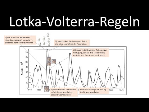 Lotka-Volterra-Regeln [Räuber-Beute-Beziehungen] - Luchs + Schneehase [Biologie, Ökologie,Oberstufe]