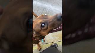 Video preview image #1 Labrador Retriever-Unknown Mix Puppy For Sale in San Diego, CA, USA