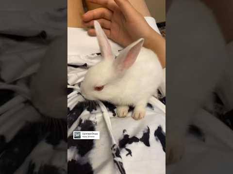 Dog person or cat person? Imma bunny person🐰 #summer#animals#youtube #life#pets#love#shortsfeed