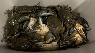 First Blue Crab Trip of the Year Went Great!