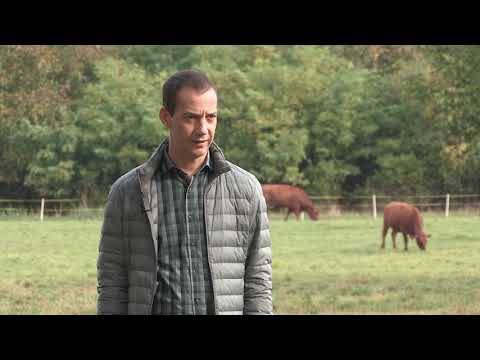 Imamo rešenje ep. 73 19.10.2020. Angus goveda, Novi Slankamen