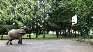 animales el elefante juega baloncesto