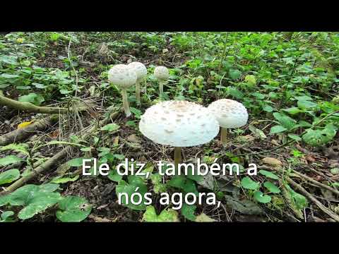 Coral CCB Hino 110 - Vigiai, Irmãos (Cantado e Legendado) Hinário 5 | Áudio 3D