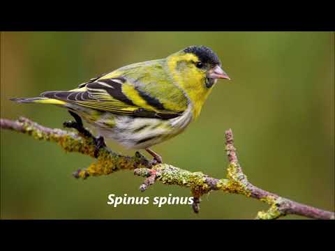 Versi e canto del Lucherino - Eurasian Siskin calls and song - Spinus spinus #animals #nature