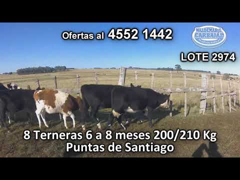 Lote 8 Terneras 3 AA/ NO - 1 RA- 2 AA/ HO - 1 HE/ AA - 1 NO/ HO 200/210 Kgkg -  en Puntas de Santiago