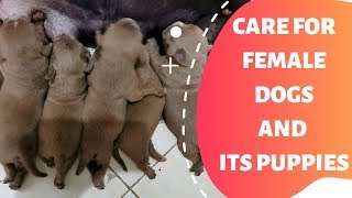 Care for mother & its puppies + BONUS Clip