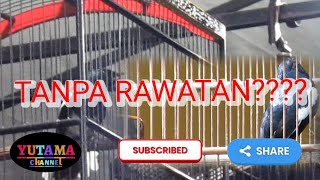 Download lagu @SISI LAIN DALAM PERAWATAN KACER JINAK KOLOKAN mp3